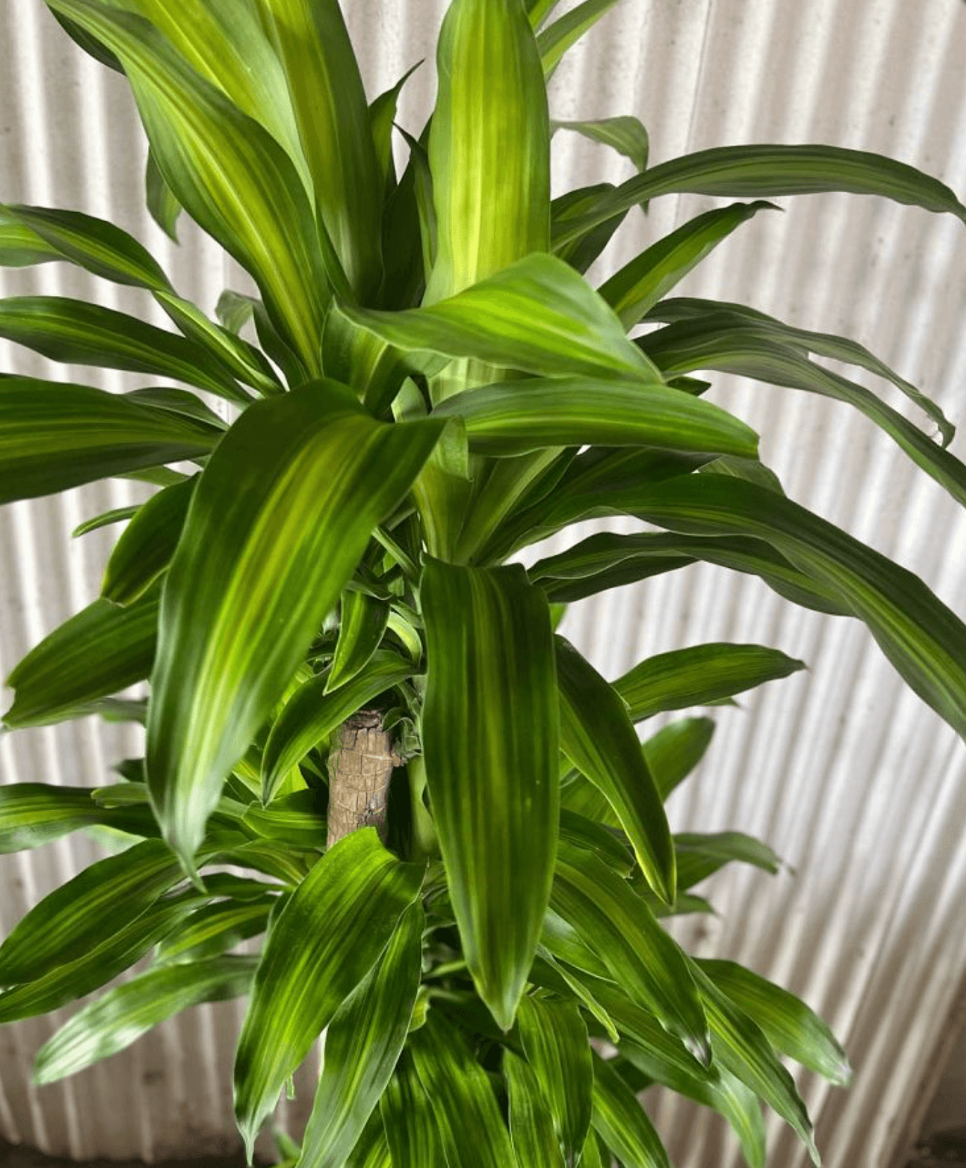 Dracaena Fragrans