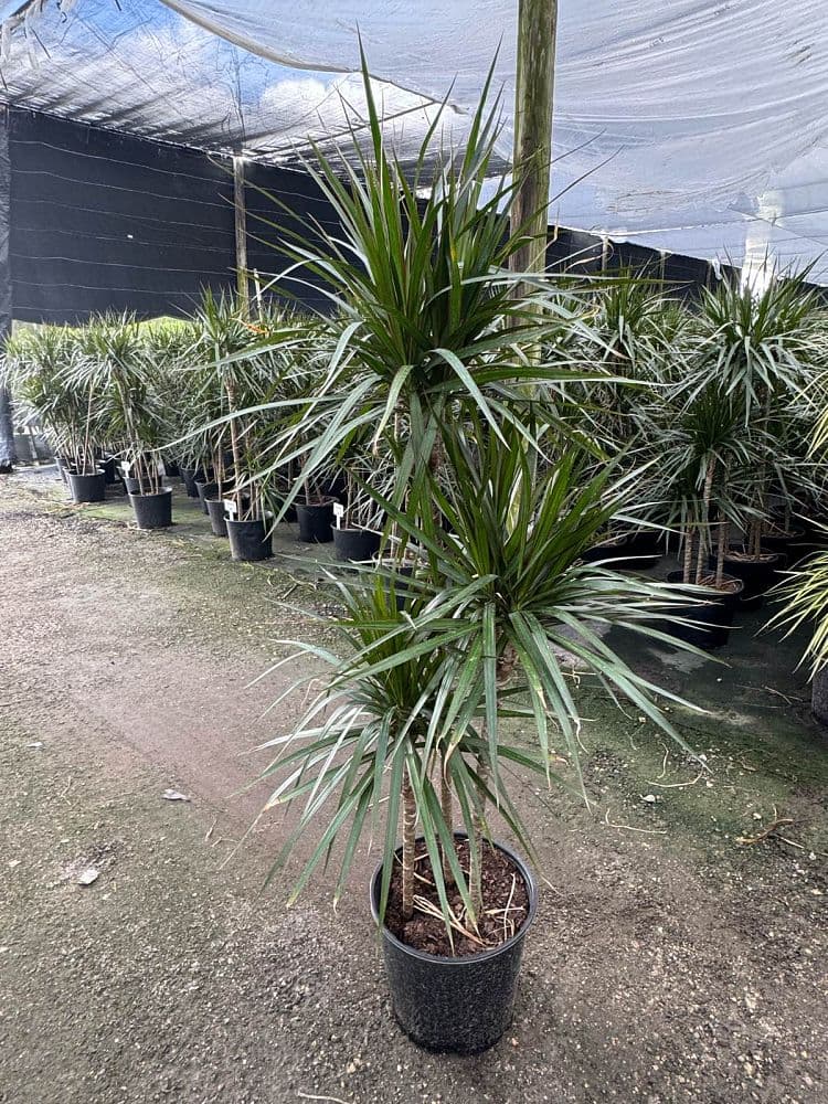 Dracaena Marginata